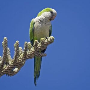 A wild Monk Parakeet perches in a tree