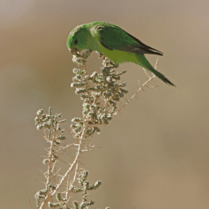 A wild Mountain Parakeet feeds on seeds