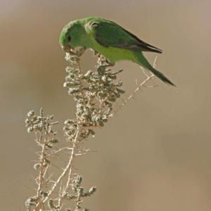 A wild Mountain Parakeet feeds on seeds