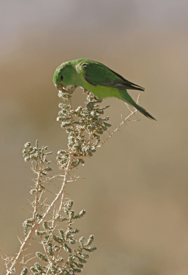 A wild Mountain Parakeet feeds on seeds