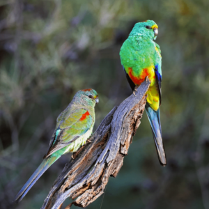 A wild female Mulga Parrot, left, and a wild male perch on a branch