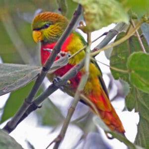 A wild Musschenbroek's Lorikeet perches in a tree