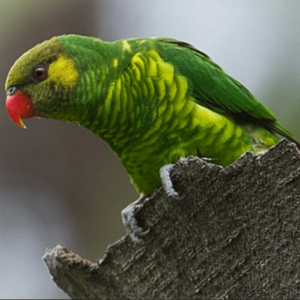 A wild Mustard-capped Lorikeet perches on tree bark