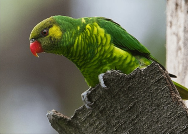 A wild Mustard-capped Lorikeet perches on tree bark