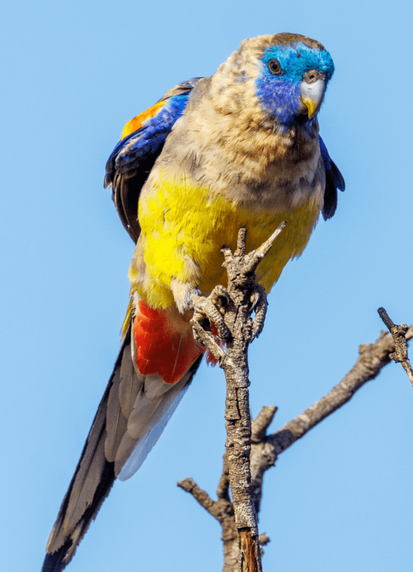 A wild Naretha Bluebonnet perches on a branch