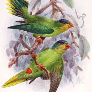 An illustration shows New Caledonian Lorikeets perched on a branch