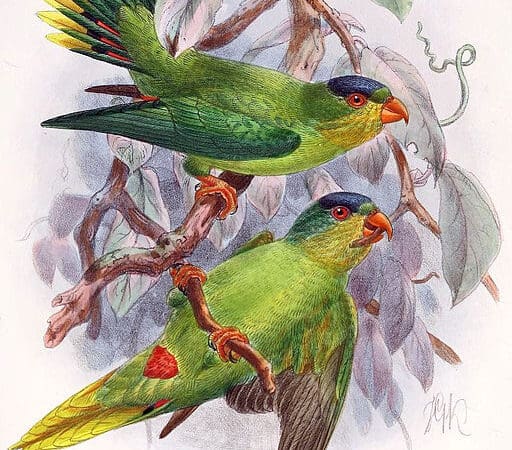 New Caledonian Lorikeet Surveys