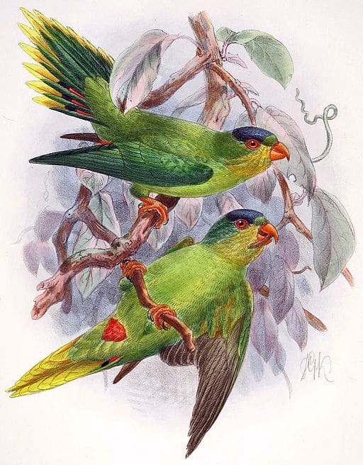 An illustration shows New Caledonian Lorikeets perched on a branch