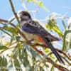 A wild Northern Rosella perches in a leafy tree