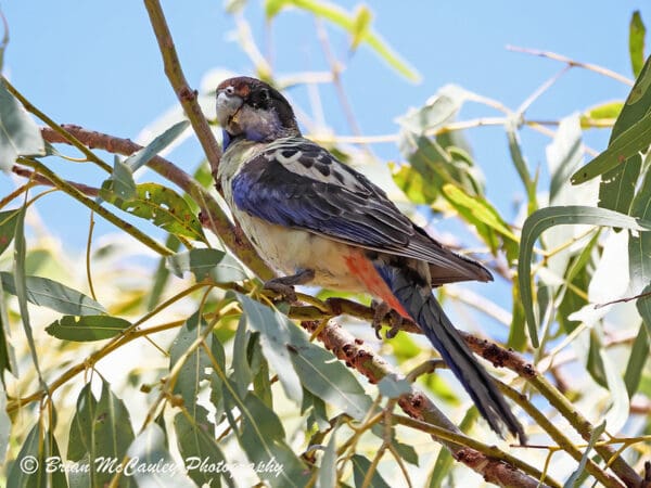 A wild Northern Rosella perches in a leafy tree