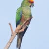 A wild Golden-capped Conure perches on a limb