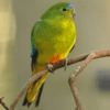 An Orange-bellied Parrot perches on a branch