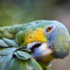 An Orange-winged Amazon preens itself