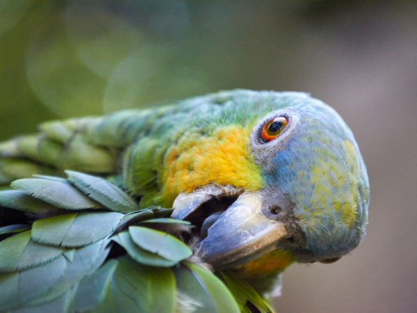 An Orange-winged Amazon preens itself