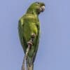 A wild Pacific Conure perches on a twig