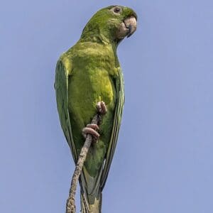 A wild Pacific Conure perches on a twig