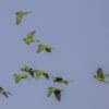 A wild Pacific Conure flock flies above the forest