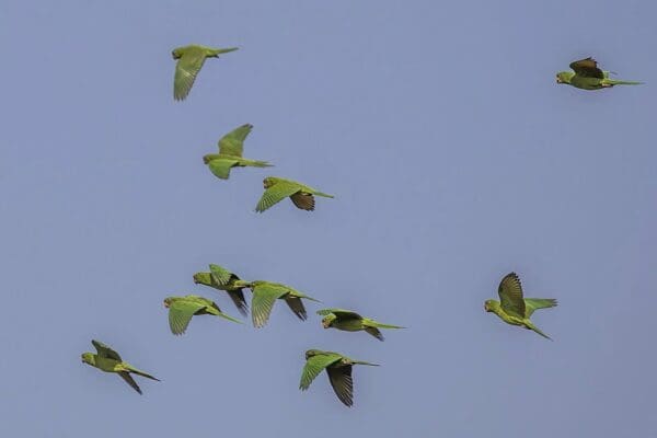 A wild Pacific Conure flock flies above the forest