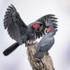 Wild Palm Cockatoos interact