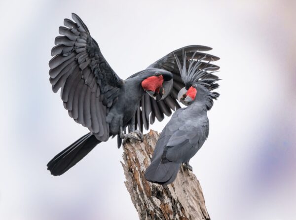 Wild Palm Cockatoos interact