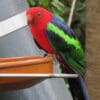 A Papuan King Parrot perches on a feeder