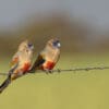 Wild Bluebonnets perch on barbed wire