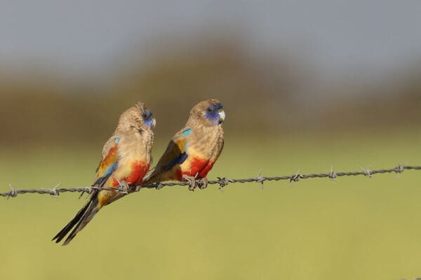 Wild Bluebonnets perch on barbed wire