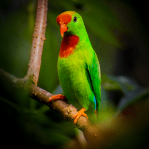 A wild male Philippine Hanging Parrot perches on a branch