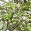 A wild female Pileated Parrot feeds in a tree