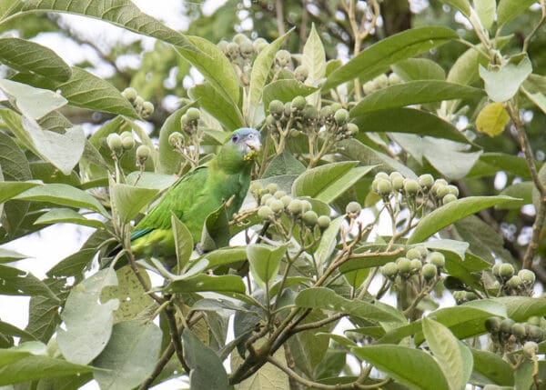 A wild female Pileated Parrot feeds in a tree