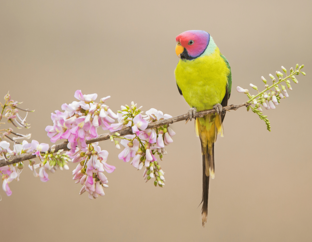 Plum-headed Parakeet | World Parrot Trust