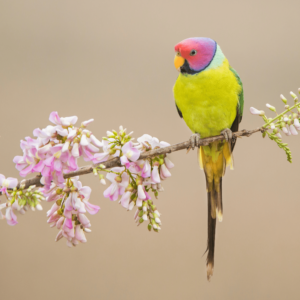 A wild Plum-headed Parakeet perches on a flowering branch