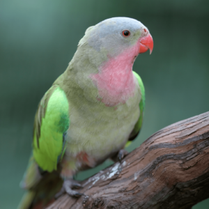 A Princess Parrot perches on a limb