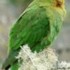 A wild Rufous-fronted Parakeet perches on a mossy twig