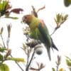 A wild Rusty-faced Parrot feeds on acorn