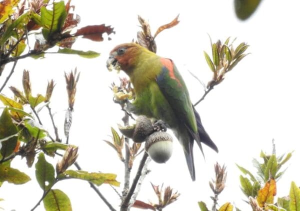 A wild Rusty-faced Parrot feeds on acorn