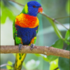 A wild Rainbow Lorikeet perches on a limb