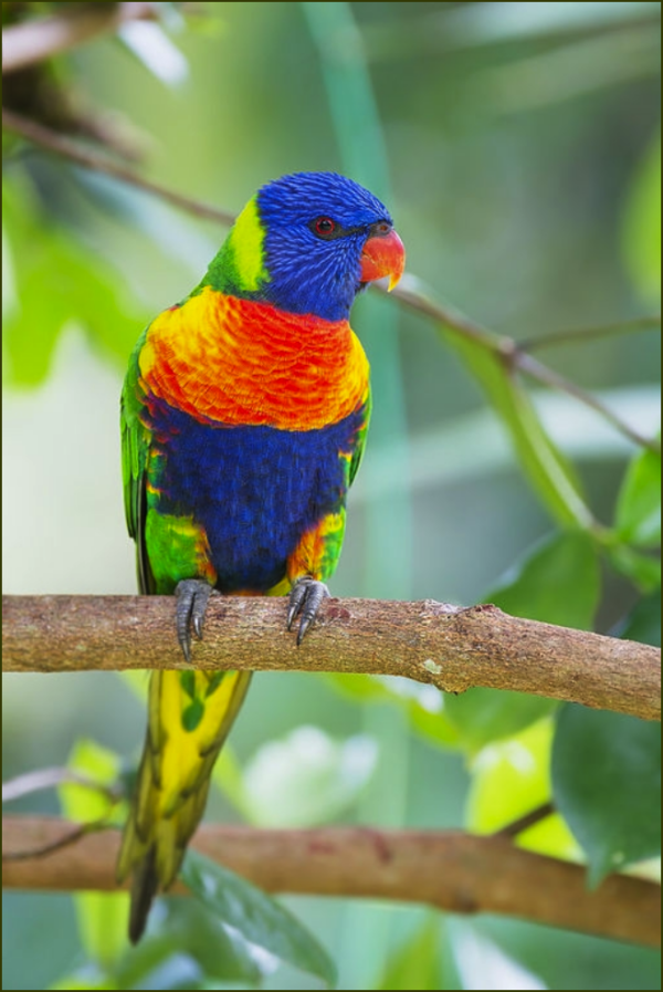 A wild Rainbow Lorikeet perches on a limb