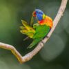 A wild Rainbow Lorikeet preens its tail feathers