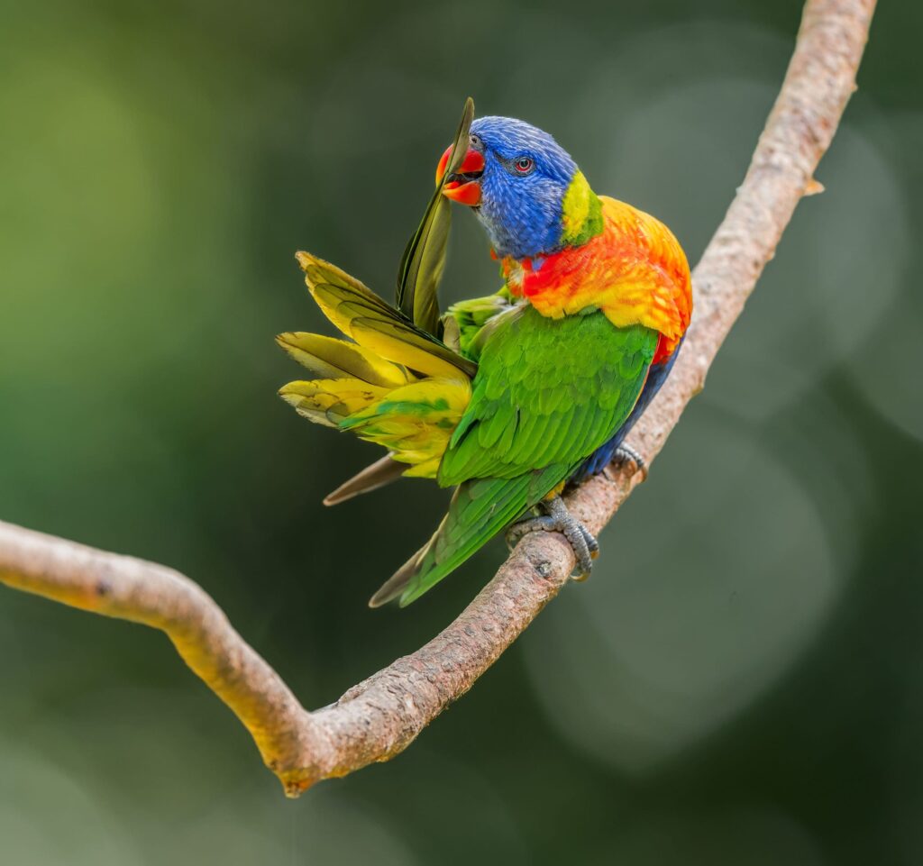 Rainbow Lorikeet Rainbow lorikeet - Wikipedia