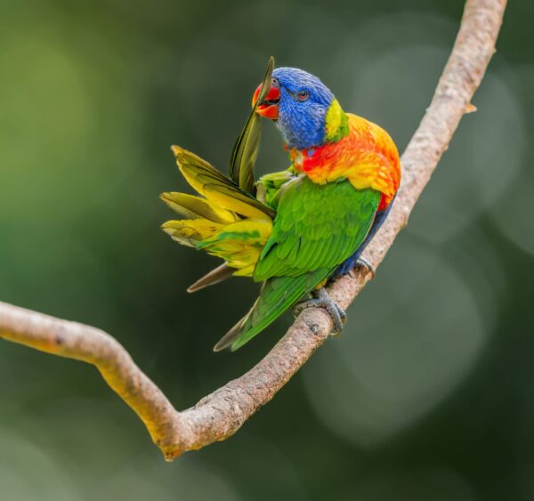 A wild Rainbow Lorikeet preens its tail feathers