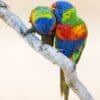 Wild Rainbow Lorikeets preen each other