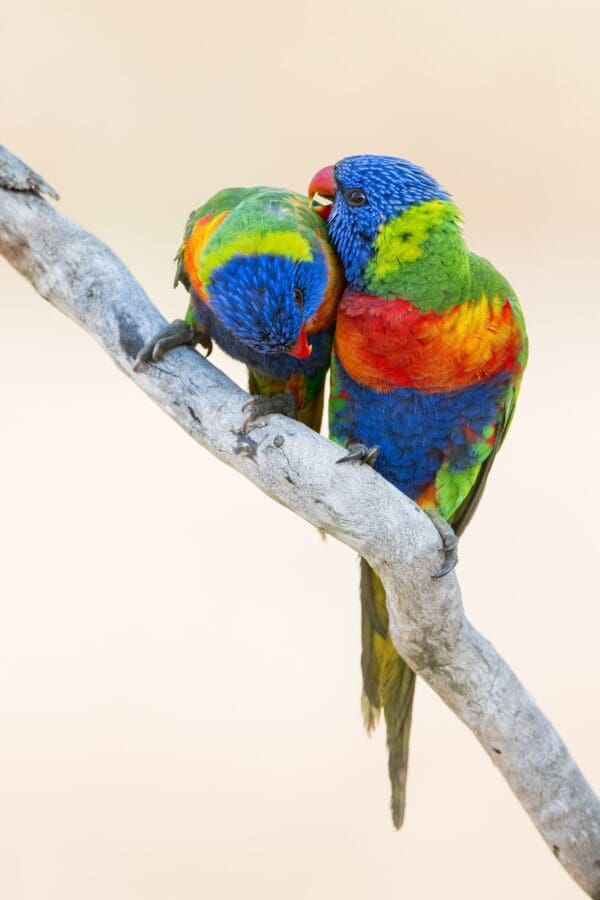 Wild Rainbow Lorikeets preen each other