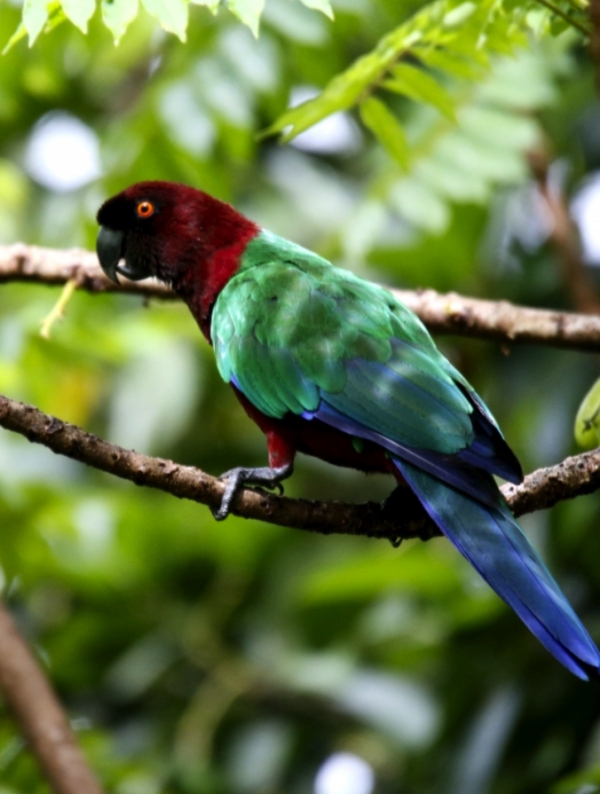 A wild Red Shining Parrot perches in a tree