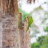 A family of wild Red-bellied Macaws perches in a nest cavity