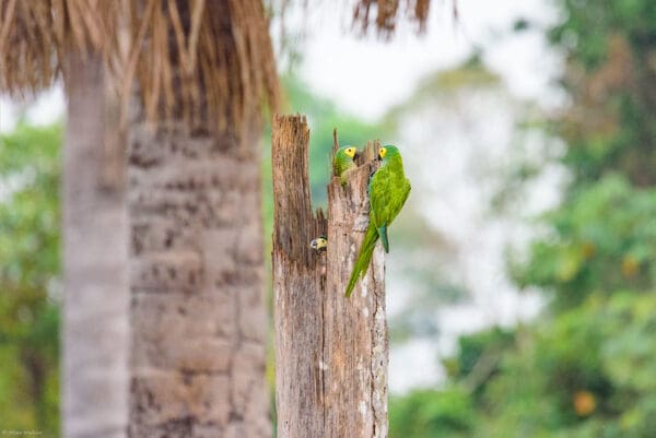 A family of wild Red-bellied Macaws perches in a nest cavity