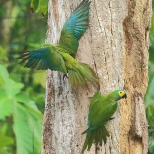 Wild Red-bellied Macaws cling to tree trunk