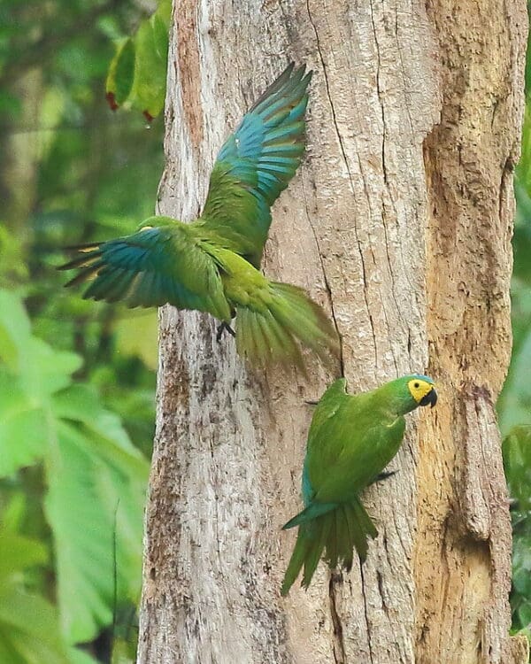 Wild Red-bellied Macaws cling to tree trunk