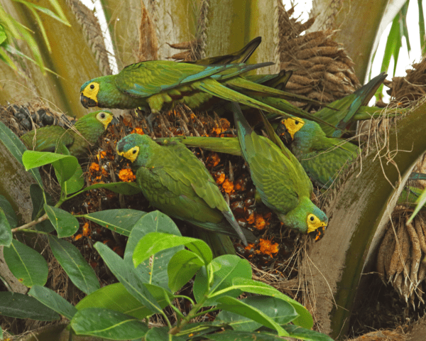 Wild Red-bellied Macaws feed on palm fruits