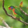 A wild Red-flanked Lorikeet perches on a branch